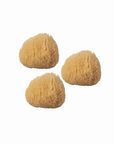 Silk Sea Sponge