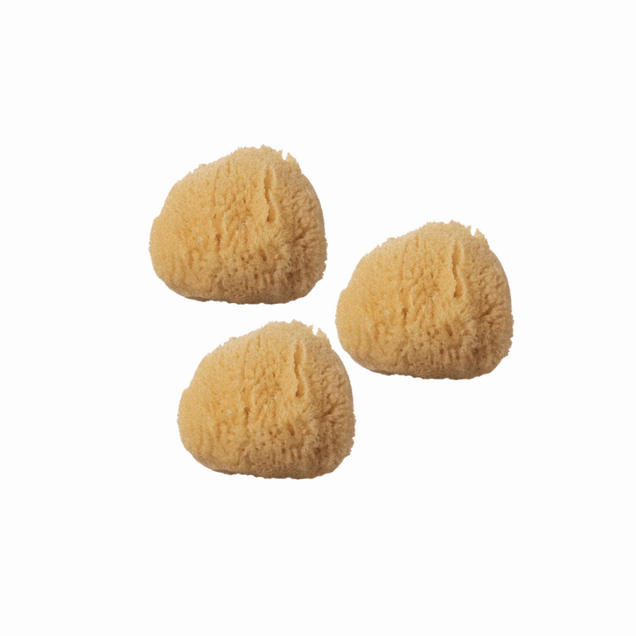 Silk Sea Sponge